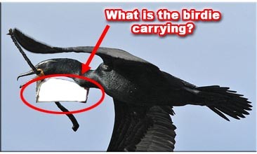 See the birdie!