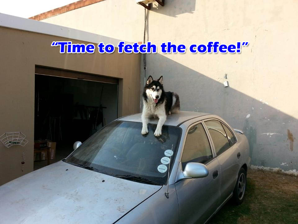 ☕ Your Thursday Morning Perkup:  1930, Psychotic Hammy, eMail, Offline, PLR, Dogs, Beards, more!