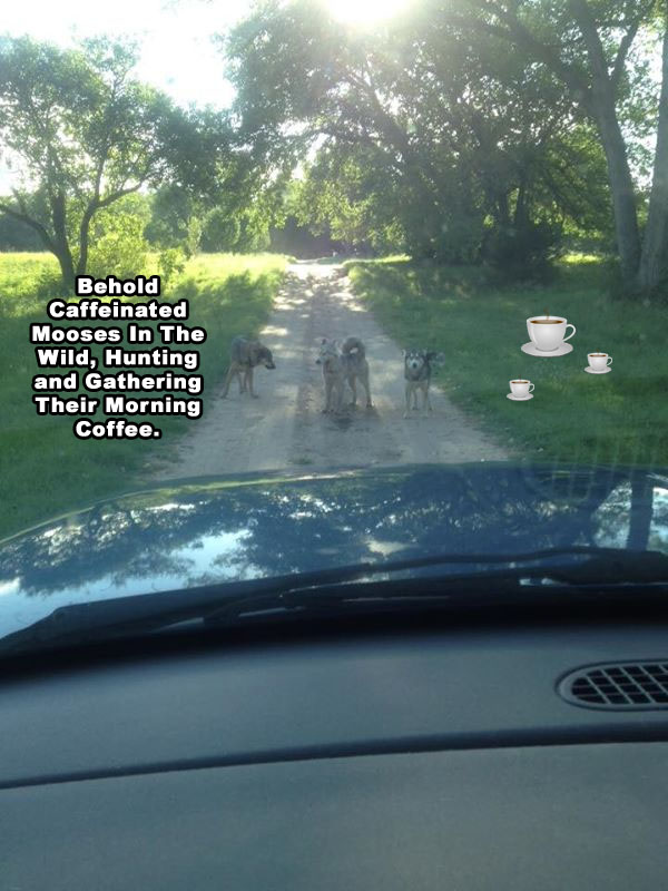 ☕ Your Wednesday Morning Perkup:  1954, Self Confidence Challenge, Rewriting PLR, Permanent WeightLoss, more!