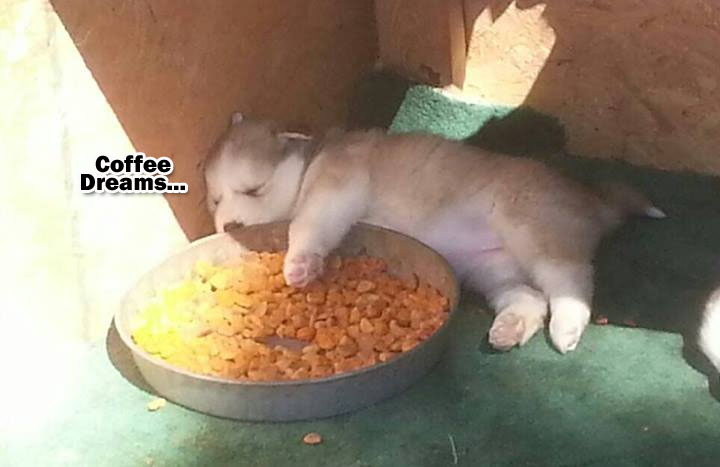 ☕ Your Monday Morning Perkup:  1606, Korean BBQ, Offline, Fiverr, eCom, YouTube, Zoomies, more!
