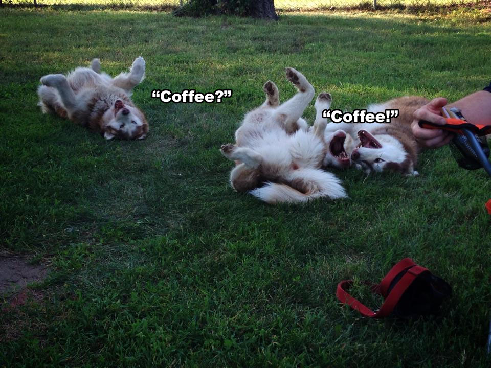 ☕ Your Sunday Morning Perkup: 1902, Coupons, Fiverr Software, All Things Poke, im PLR, more!
