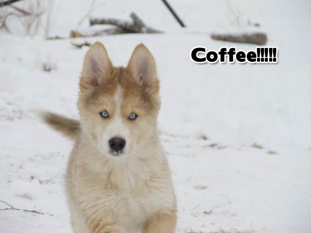 ☕ Your Monday Morning Perkup:  1882, Laboring Day, PiggyMoose, Fiverr, CPA, Offline, More!