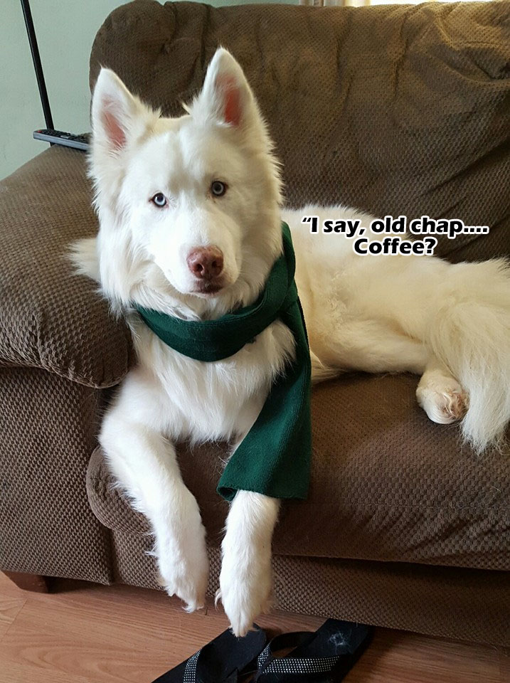 ☕ Your Thursday Morning Perkup:  2016, Grrrrrr, Grrrr, Grrrr, Azon, CJ, Being not an idjut, grrrr, more!