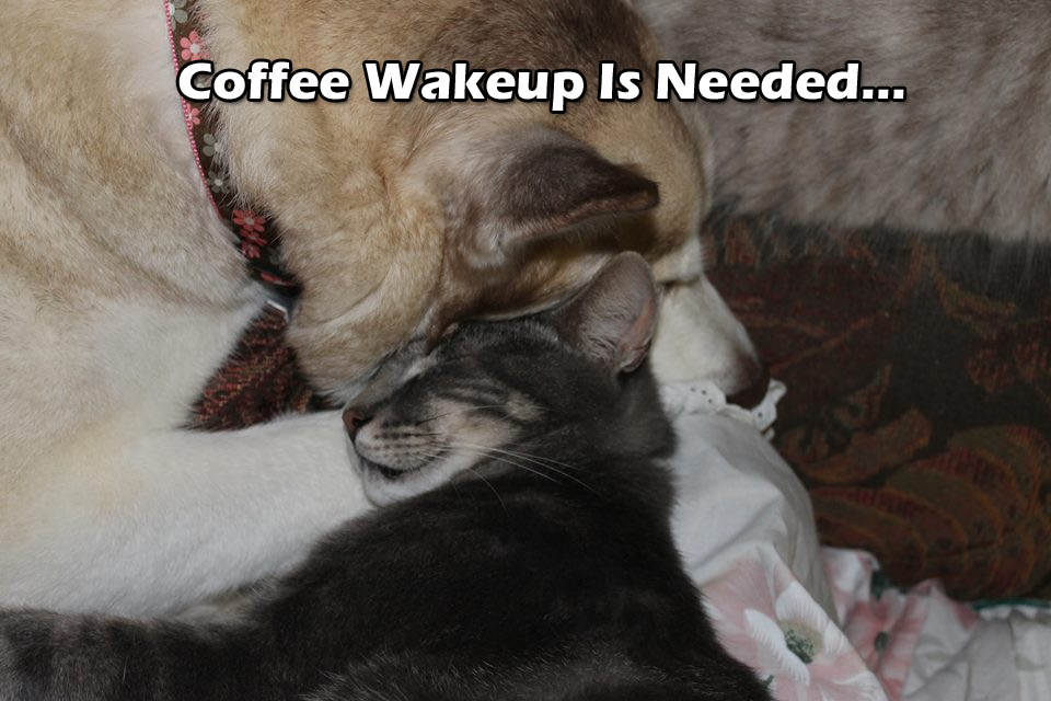 ☕ Your Tuesday Morning Perkup:  1811, Insanity, AliExpress, Bing It On!, PLR To Elections, Social Goodness, more!