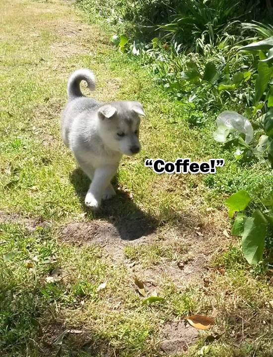 ☕ Your Monday Morning Perkup:  1925, My Thanks, Last BF Deals, PLR, WP Themes,