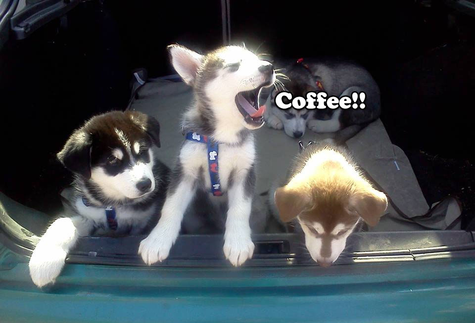 ☕ Your Monday Perkup: Apologies, OMG, Persuasion, Forget Shopify, Ecommerce, PLR, more!