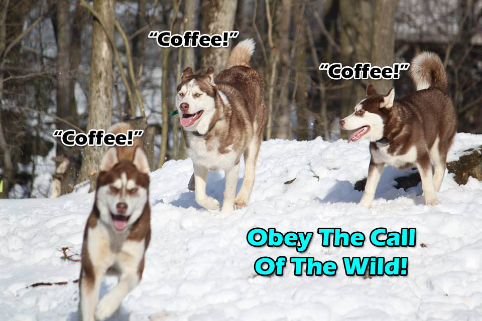 ☕ Your Saturday Perkup:  Gratitude