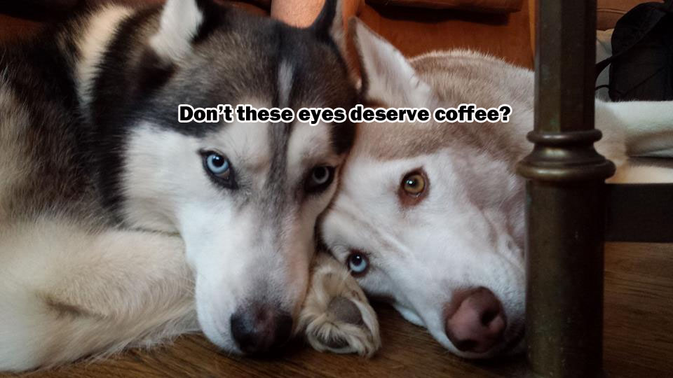 ☕ Your Tuesday Morning Perkup:  1879, Its not this, Sheeple, Judging, PLR, Embarrassing, 7 Day Blueprint, Software, more!
