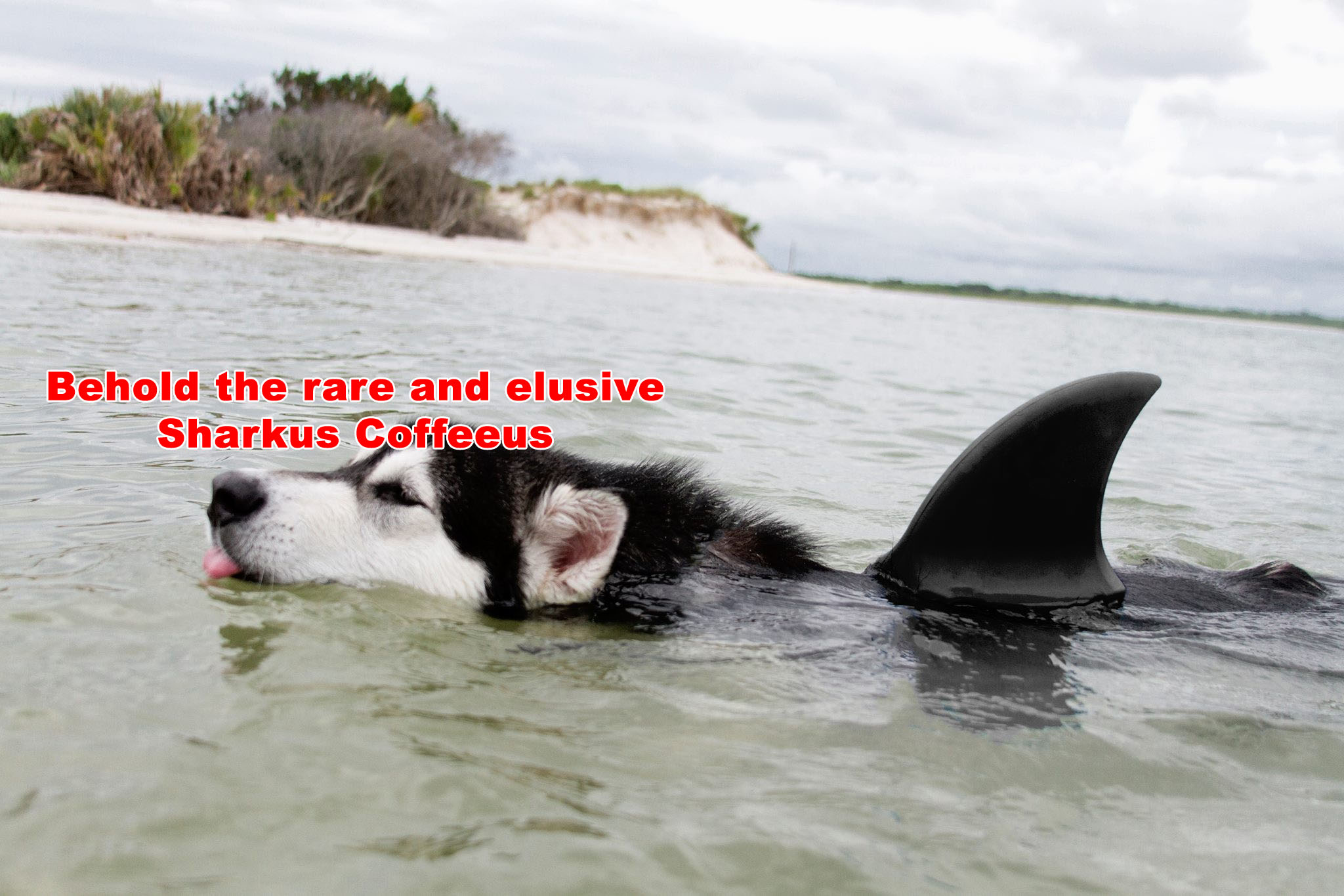 ☕ Your Monday Morning Perkup: 837, Much Gratitude, Secret IM Group, Niche Cheatsheet, Last Call, Fiverr, Arbitrage, MORE!