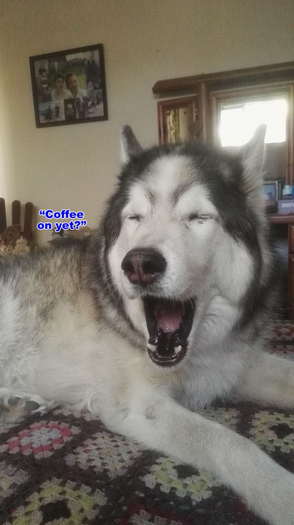 ☕  Your Sun Perkup: Parenting Hell, Special MyNAMS goodie, Fiverr, 7 Minute Blog Post Magic, 250K PLR Software, more!