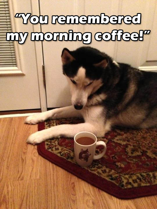 ☕ Your Monday Morning Perkup: 1976, Drove 9377 miles, Graduation!, Cows, 30 site license, bitcoins, Adsense, more!