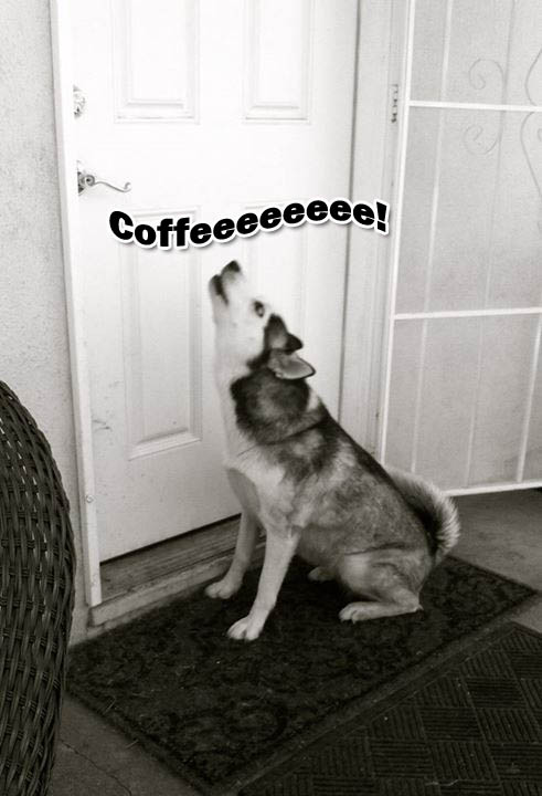 ☕ Your Friday Perkup:  Fact Checks, Viral Traffic, Rapid Product Creation, Flipping, more!