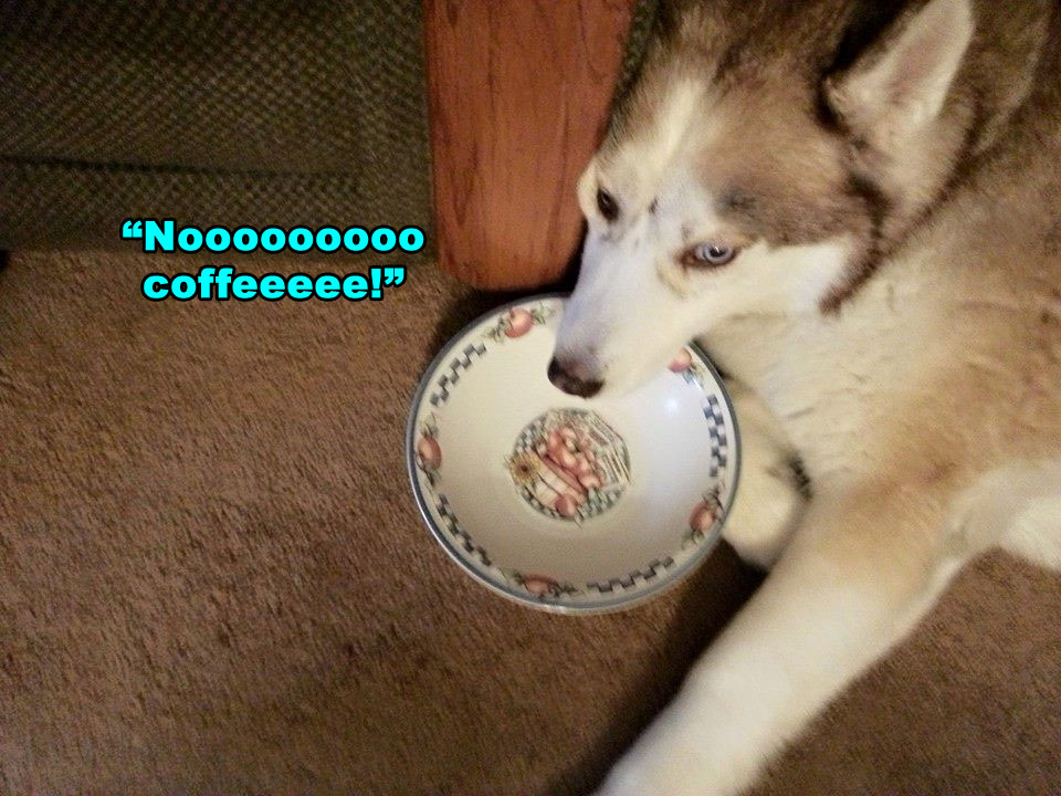 ☕ Your Wednesday Morning Perkup:  1963, Sleep, 30 Aff Videos, PLR graphics, WP Conversions, more!
