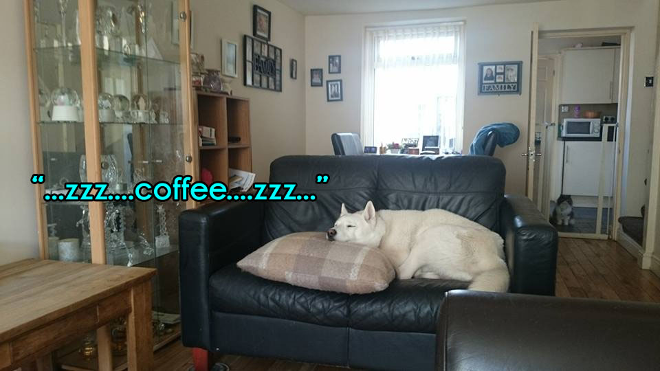 ☕ Your Sunday Perkup: 2012, Wah, Airborne, LinkedIn, PLR, Dog Training, Amazon, Protect, more! ☕ Your Sunday Perkup: 2012, Wah, Airborne, LinkedIn, PLR, Dog Training, Amazon, Protect, more!