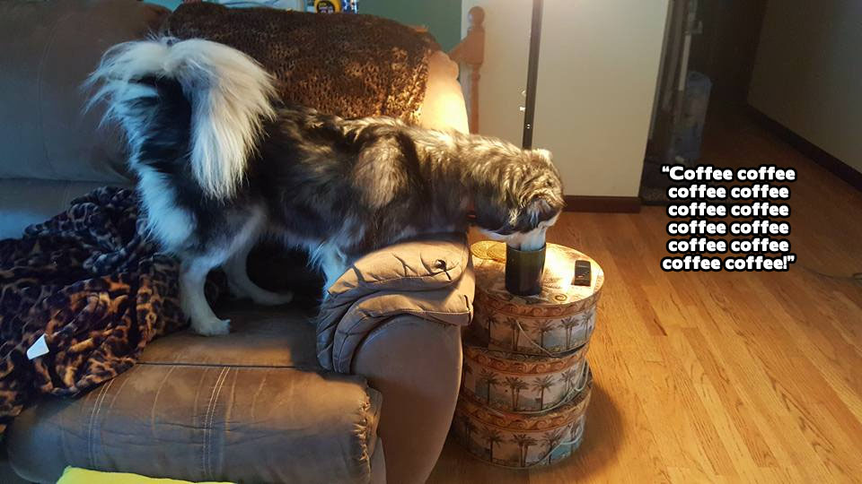 ☕ Your Saturday Perkup: Dramatic Rescue, Pinterest, LinkedIn, IM Vids, PLR, more!