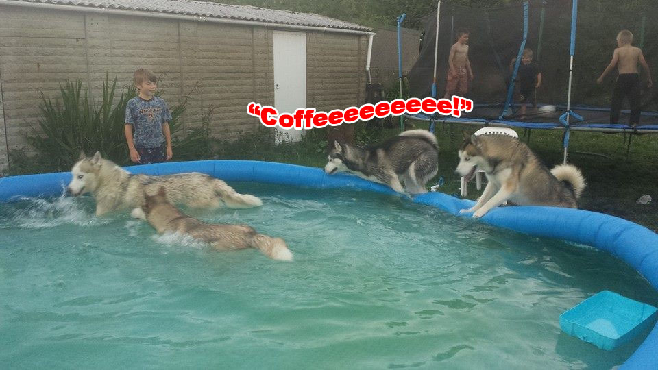 ☕ Your Monday Perkup: 2 steps forward, 39847 back, 2019 Dog Training PLR, Fiverr, LinkedIn, Reddit, more!