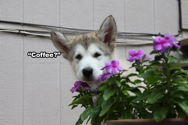 ☕ Your Friday Perkup: Keeping the Peace, Pinterest Software coupon, Fiverr, 10 Kindle Moare