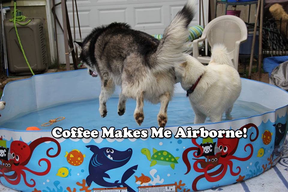 ☕ Your Monday Perkup: Homemade Pasta, Fun Thingees, Coaching Headsup, PLR, more!