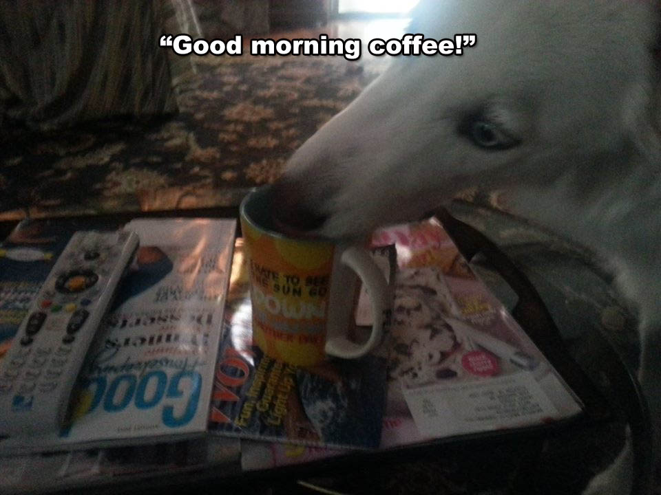 ☕ Your Tues Perkup:  Apologies, Lone Wolf, Dropshipping, Affiliate commisions, PLR, Social, more!