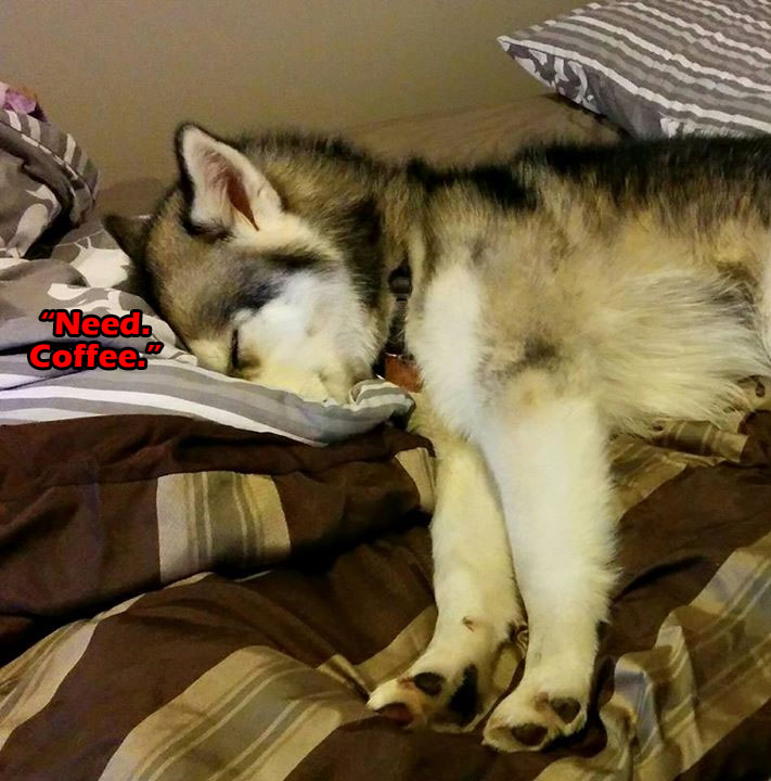 ☕ Your Sat Perkup: Confronting Fear, Ends TONIGHT, Reddit, Unicorns, PLR, Offline, Affiliate Marketing, more!