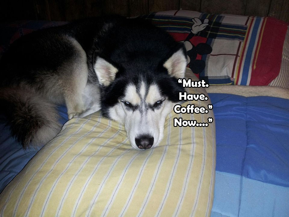 ☕ Your Tue Perkup: It never stops, does it?  PLUS: Shazam, Bonus creation software, Affiliate marketing for beginners, PLR, more!