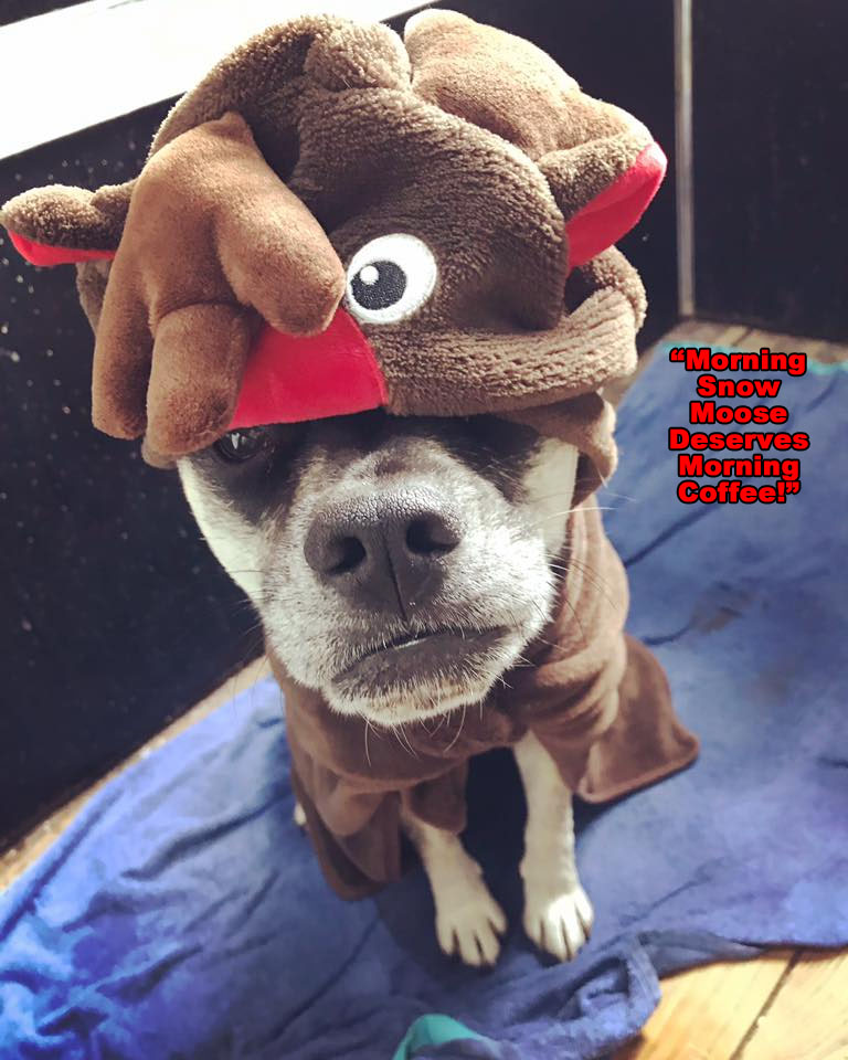 ☕ Your Mon Perkup: Neutering Online Bullies, So GOOD, Got Maul? LinkedIn Sale, Fiverr, Bots, Chats, more!
