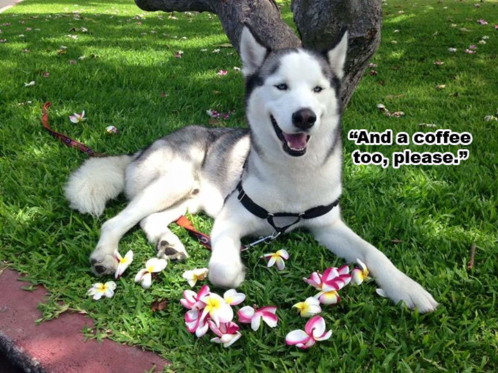 ☕Your Mon Perkup: OMG OMG, Unleash Thy Greatness, Affiliate Marketing, PLR, more!