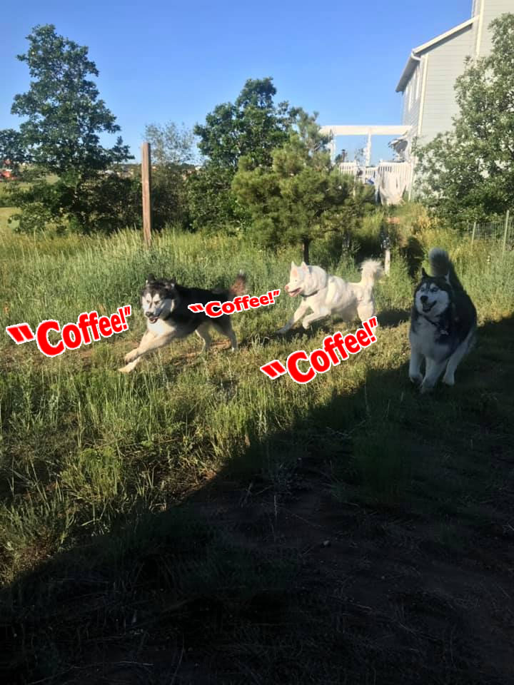 ☕ Your Sun Perkup: Walking the PiggyMoose, RR 12 products for 1, Coupon Your own Autoresponder, Clickbank, Zero cost webbie, more