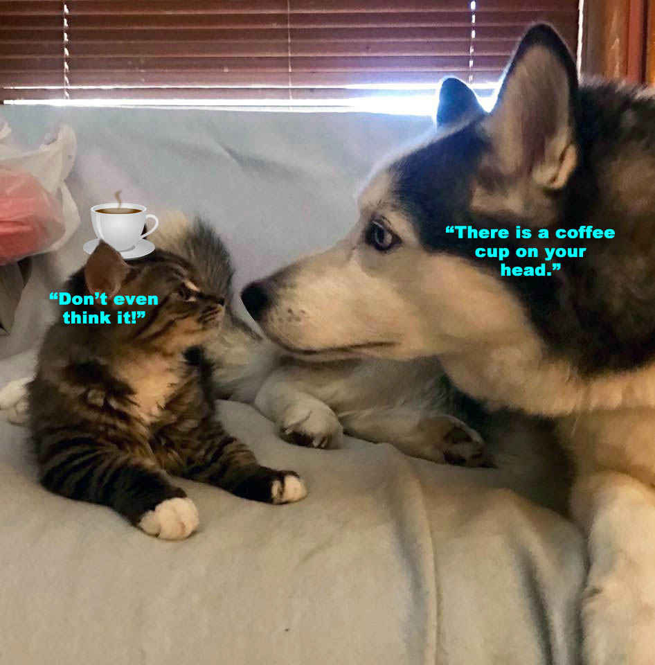 ☕ Your Fri Perkup: Clone Wars, Pinterest, Maxxing Clickbank, HUGE Coupon, Augmented Reality, 200 products, more!