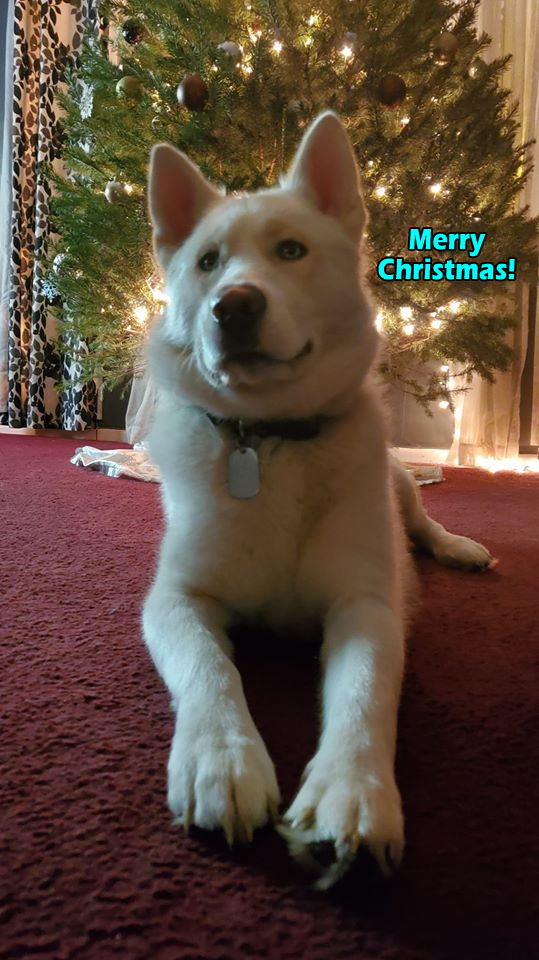 ☕ Your Wed Perkup: Merry Xmas, Lots of excitements, Bunches ‘o Deals, more!