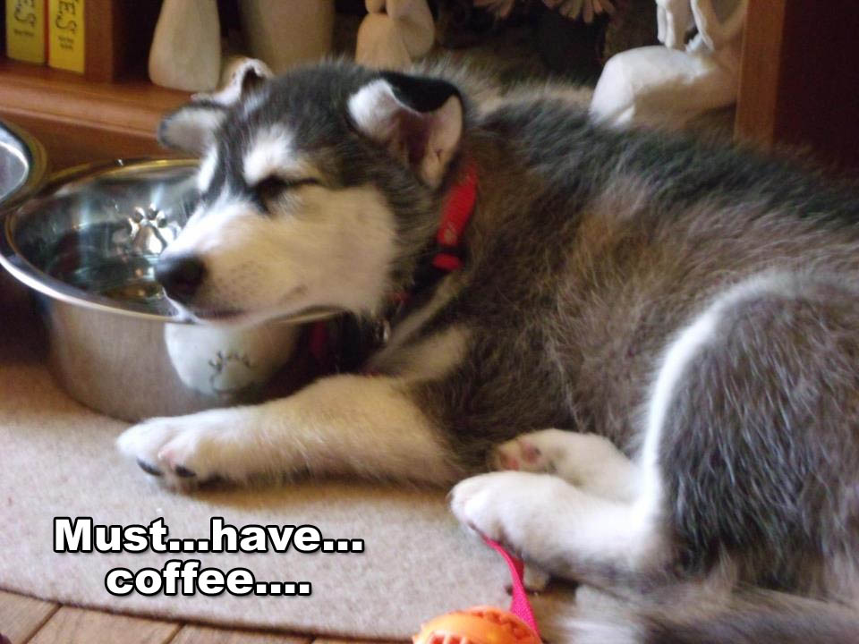 ☕ Your Thur Perkup: Husband Date, OFFLINE, Recurring, Dentist, Arbitrage, Autoblog, more!