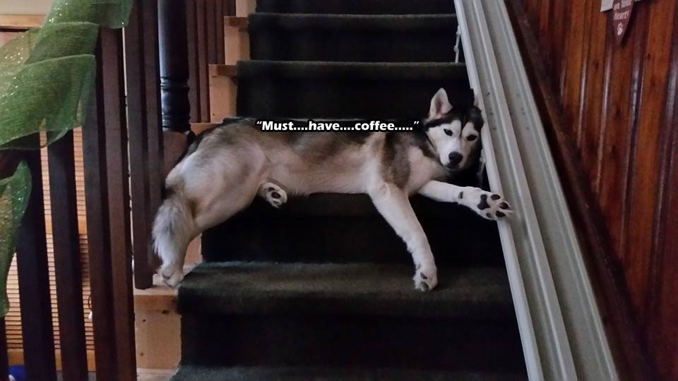 ☕ Your Sun Perkup: Tweebleheads, Last Call, Boomers, Corona PLR, Magazines, more!