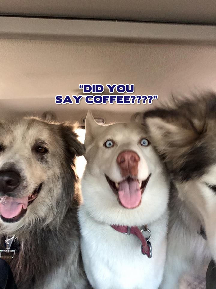 ☕ Your Wed Perkup: Apologies, More insanity, Gumroad, Memberships, More Reddits, Super Goodies, more!