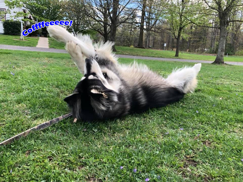 ☕ Your Sun Perkup: Sick but, Super Serious Purchase, Pandemic Solutions, Offline Rescue, more!