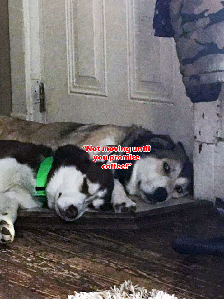 ☕ Your Wed Perkup:  Vet Visit, Embarrassing Niche, 7 Minutes, 103+, 1000s awesome slides,  more!